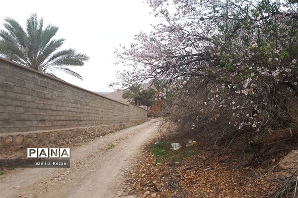 شکوفه‌های زمستانی