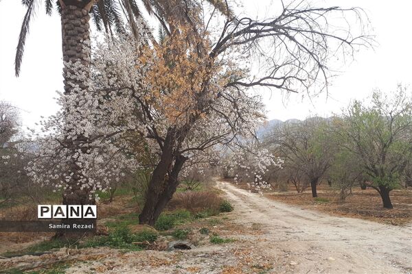 شکوفه‌های زمستانی