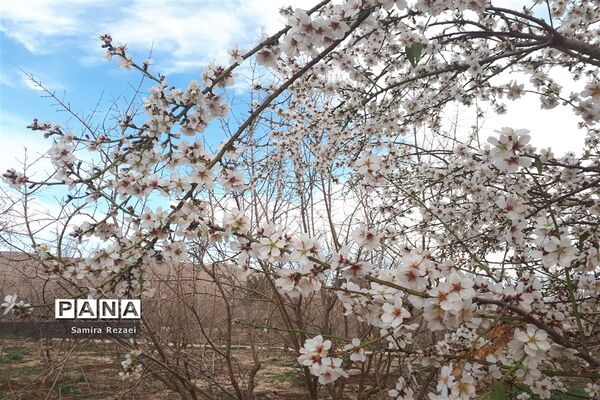 شکوفه‌های زمستانی