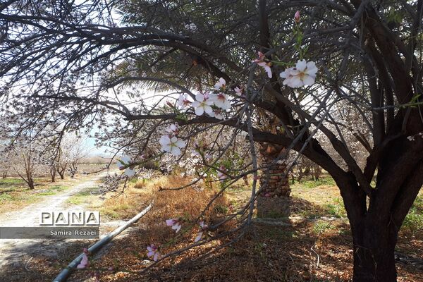 شکوفه‌های زمستانی