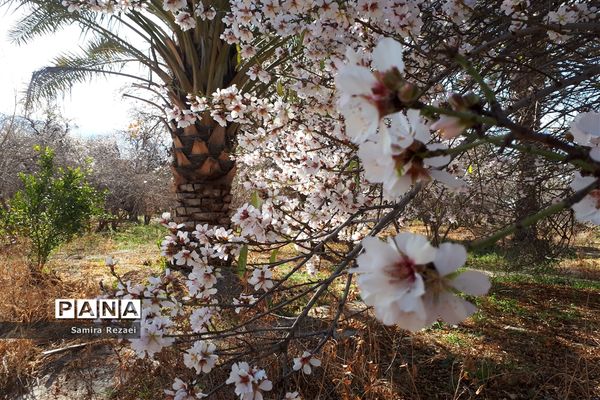 شکوفه‌های زمستانی