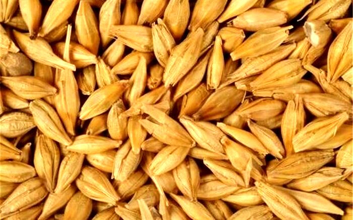 ٦٥ هزار تن جو وارداتی از آلمان در بندر امام خمینی ماهشهر بارگیری شد