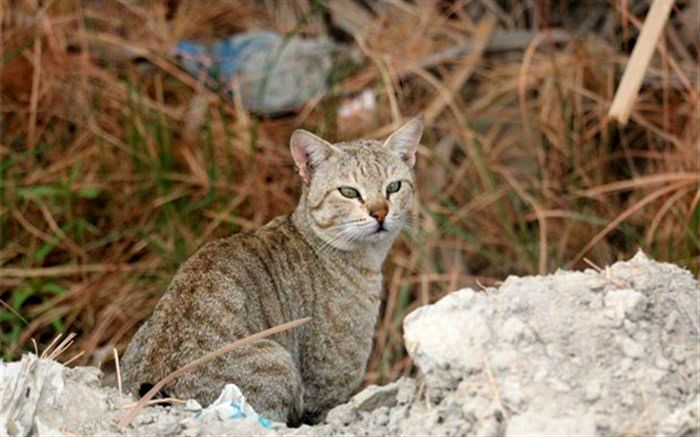 ثبت تصویر یک گربه وحشی در شهرستان سرباز + عکس