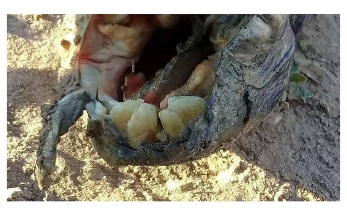 کشف ماهی عجیب در آرژانتین + تصویر