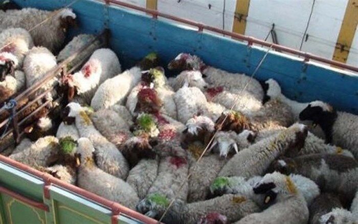۱۴۷ فقره پرونده قاچاق احشام در آذربایجان غربی تشکیل شد