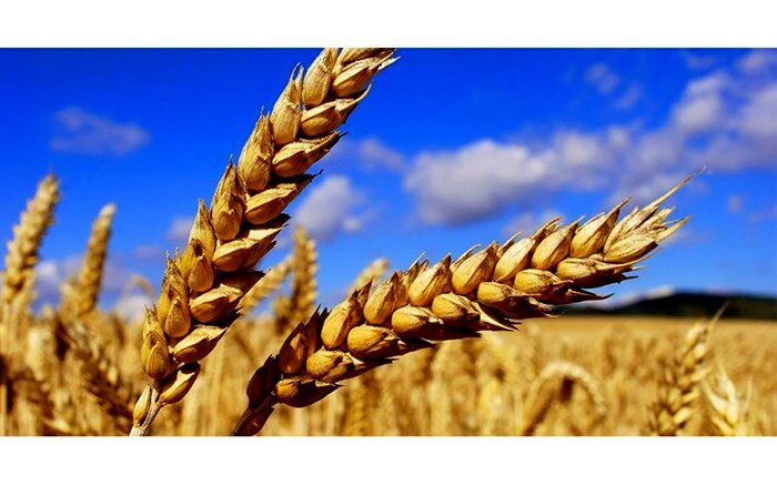 آیین اختتامیه جشنواره عکس خوشه در باغ موزه قصر برگزار می‌شود