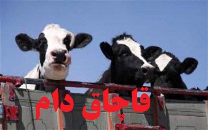 24 راس گوساله قاچاق در آزاد راه تهران - کرج کشف شد