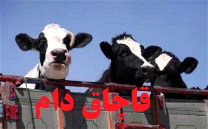 24 راس گوساله قاچاق در آزاد راه تهران - کرج کشف شد
