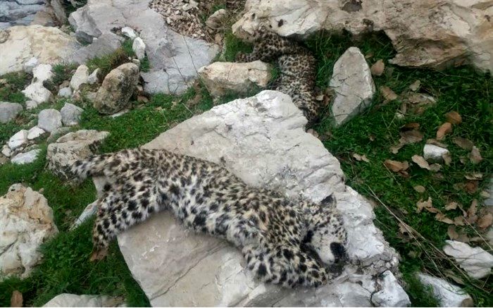 لاشه دو توله پلنگ ایرانی در شهرستان چرام  استان کهگیلویه وبویراحمد کشف شد