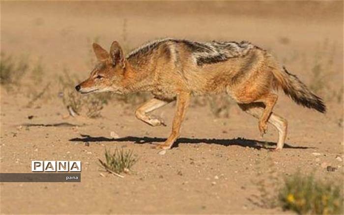 شغال در کنترل آفت‌های کشاورزی و پاکسازی محیط زیست موثر است