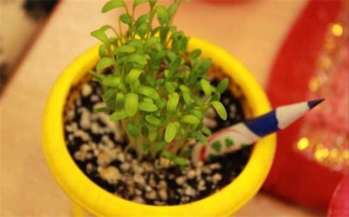 توزیع 7 هزار مداد کاشتنی در هفته درختکاری