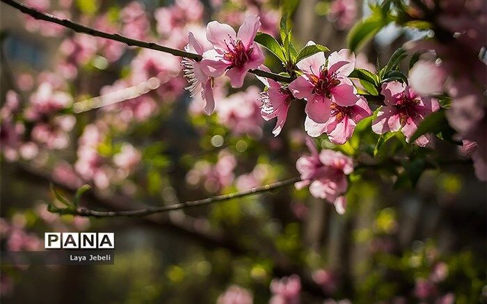 بیش از ۵۰ طرح در قالب استقبال از نوروز در اردبیل برگزار می شود