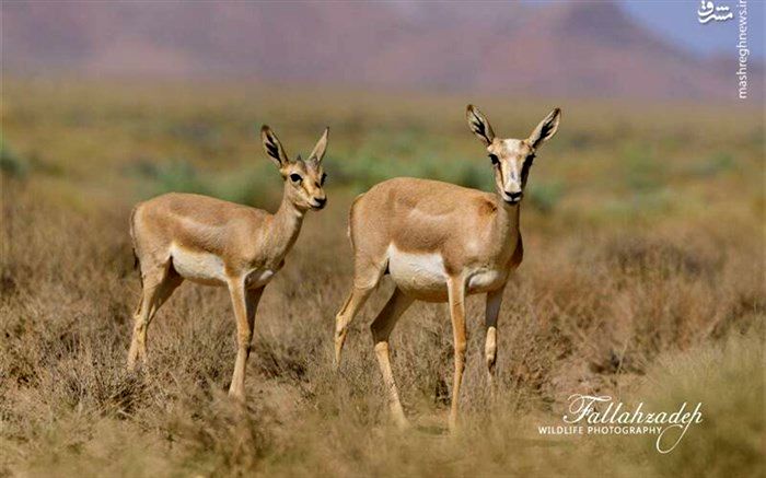 تصویری از ۲ آهوی ایرانی در بهشت آهوان ایران زمین