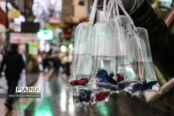 بازار فروش ماهی  و سبزه نوروزی در ارومیه
