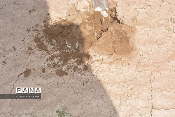 برداشت قارچ از مزارع و صحراهای شهرستان خوسف
