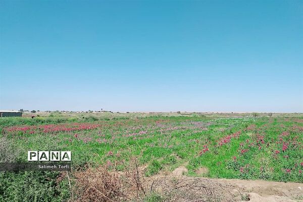برداشت گل شب‌بو و همیشه‌بهار در روستای شبیشه شهرستان حمیدیه