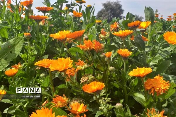 برداشت گل شب‌بو و همیشه‌بهار در روستای شبیشه شهرستان حمیدیه