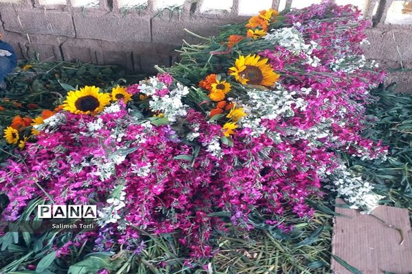 برداشت گل شب‌بو و همیشه‌بهار در روستای شبیشه شهرستان حمیدیه