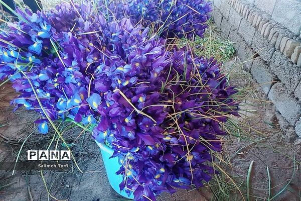 برداشت گل شب‌بو و همیشه‌بهار در روستای شبیشه شهرستان حمیدیه