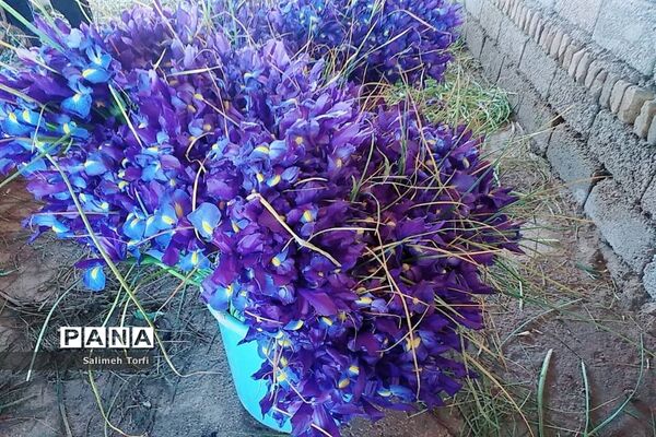 برداشت گل شب‌بو و همیشه‌بهار در روستای شبیشه شهرستان حمیدیه