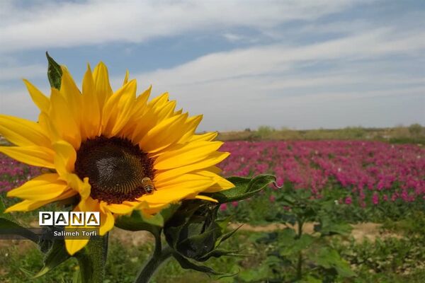 برداشت گل شب‌بو و همیشه‌بهار در روستای شبیشه شهرستان حمیدیه