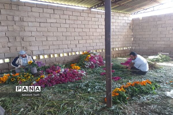 برداشت گل شب‌بو و همیشه‌بهار در روستای شبیشه شهرستان حمیدیه