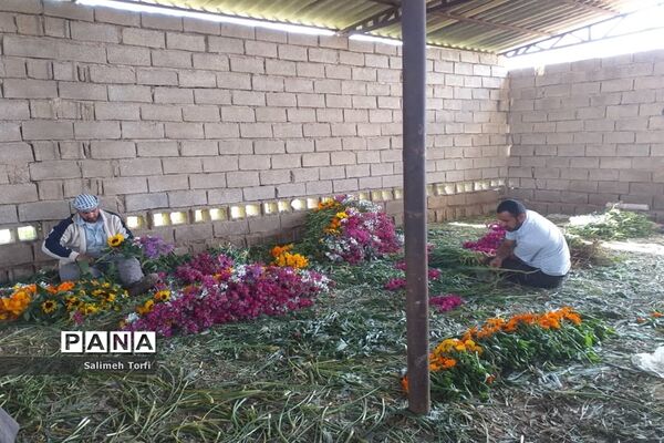 برداشت گل شب‌بو و همیشه‌بهار در روستای شبیشه شهرستان حمیدیه