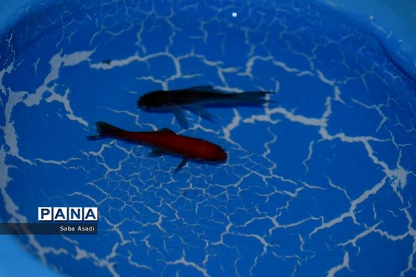 دکه های نوروزی در گله دار