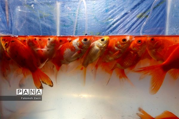 دکه های نوروزی در گله دار