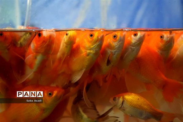 دکه های نوروزی در گله دار