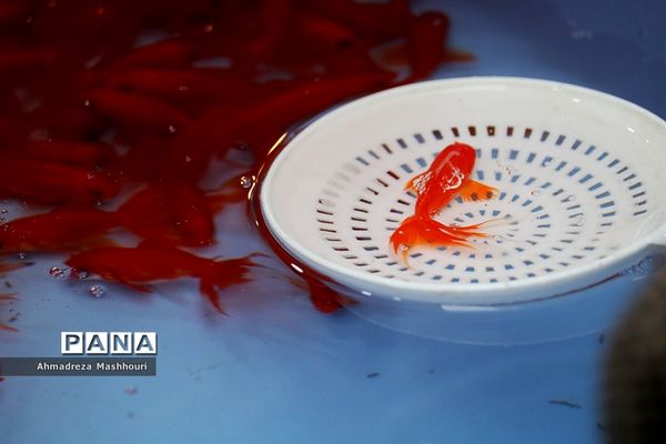 حال و هوای بازار تبریز شب عید