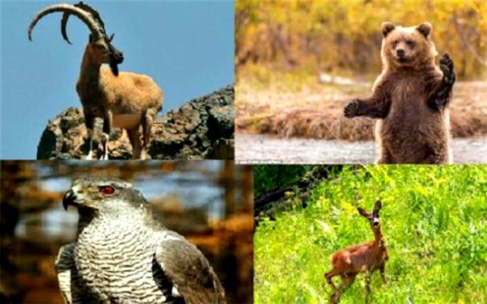 فروش گونه های حیات وحش جرم است
