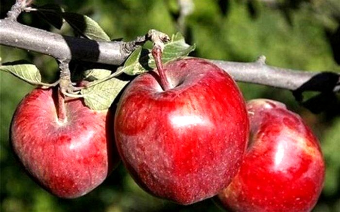 آذربایجان غربی سیب شب عید ۹ استان کشور را تامین می کند
