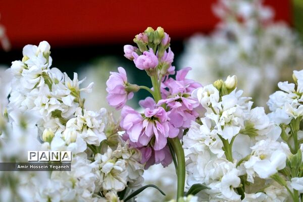 باغ گیاه شناسی مشهد