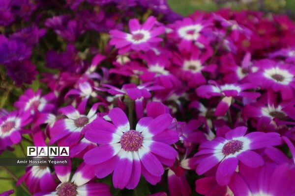 باغ گیاه شناسی مشهد