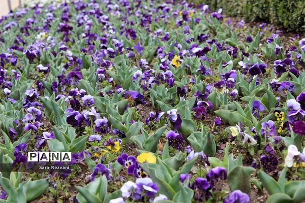باغ گیاه شناسی ملی ایران