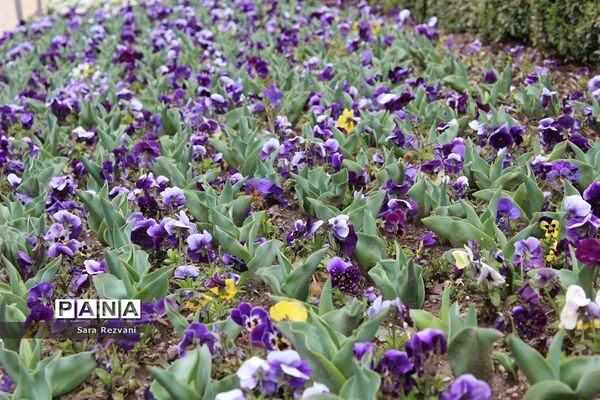 باغ گیاه شناسی ملی ایران