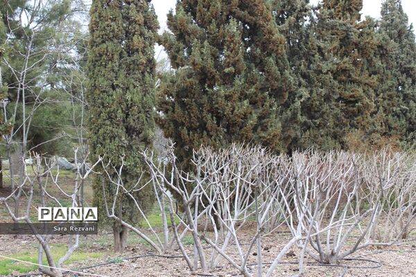 باغ گیاه شناسی ملی ایران