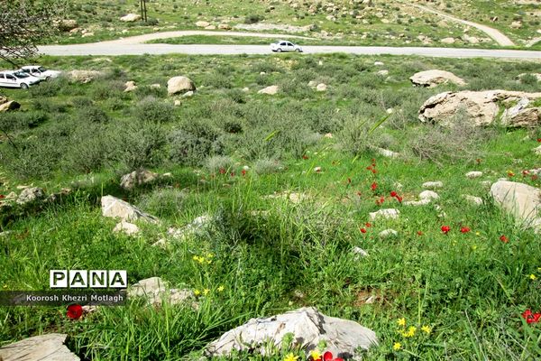 طبیعت آفتابی کازرون و جاده دوان بعد از بارندگی‌های شدید اخیر