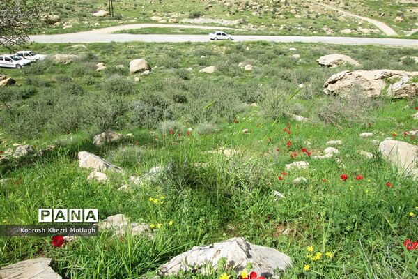 طبیعت آفتابی کازرون و جاده دوان بعد از بارندگی‌های شدید اخیر