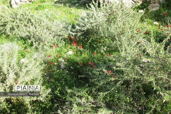طبیعت آفتابی کازرون و جاده دوان بعد از بارندگی‌های شدید اخیر