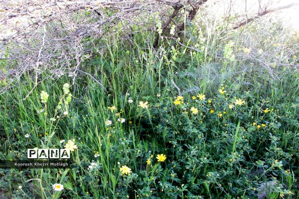 طبیعت آفتابی کازرون و جاده دوان بعد از بارندگی‌های شدید اخیر