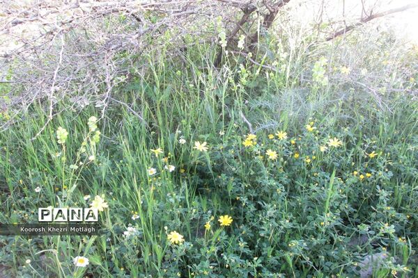 طبیعت آفتابی کازرون و جاده دوان بعد از بارندگی‌های شدید اخیر