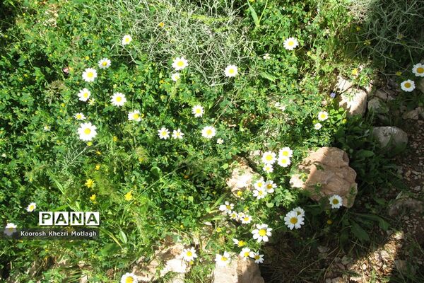 طبیعت آفتابی کازرون و جاده دوان بعد از بارندگی‌های شدید اخیر