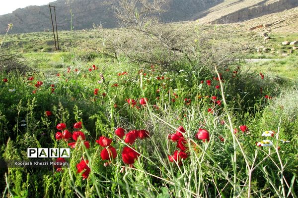 طبیعت آفتابی کازرون و جاده دوان بعد از بارندگی‌های شدید اخیر