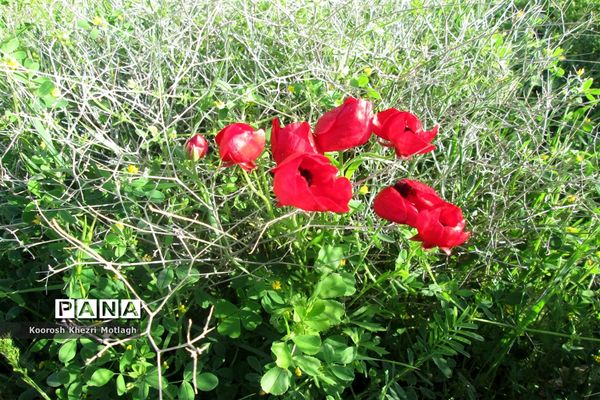 طبیعت آفتابی کازرون و جاده دوان بعد از بارندگی‌های شدید اخیر
