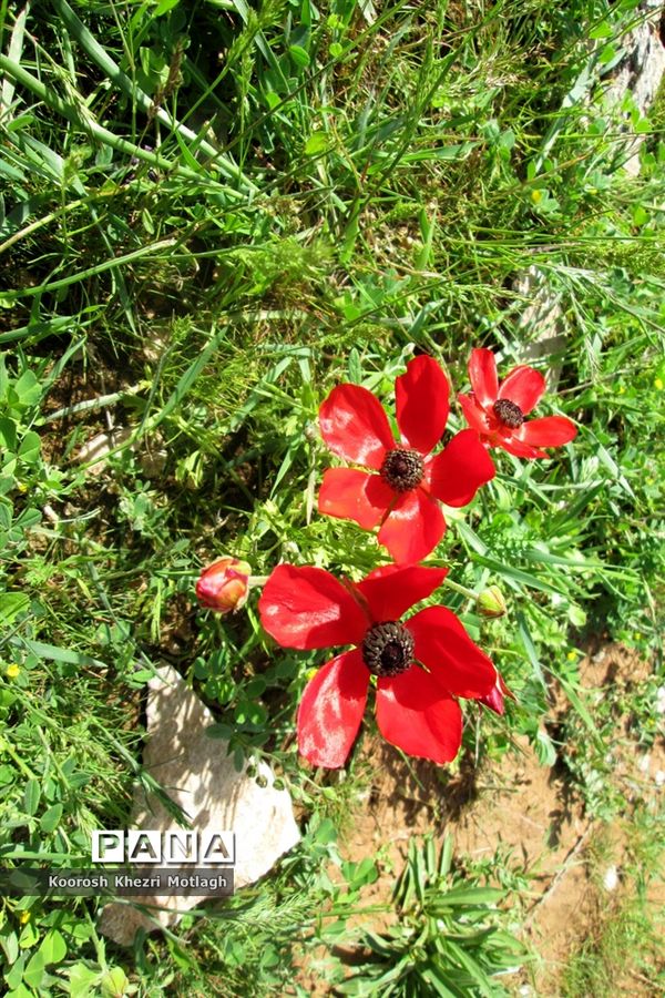 طبیعت آفتابی کازرون و جاده دوان بعد از بارندگی‌های شدید اخیر