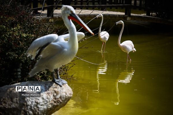 باغ پرندگان تهران در نوروز 98