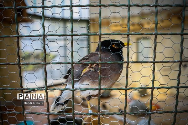 باغ پرندگان تهران در نوروز 98