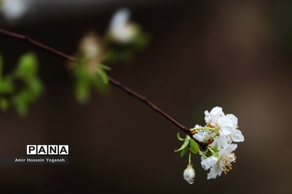شکوفه‌های بهاری با طراوت باران